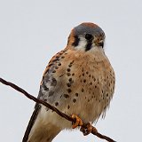 11SB0545 Kestrel